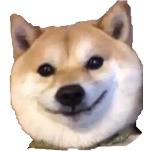Cheerful Shiba Inu