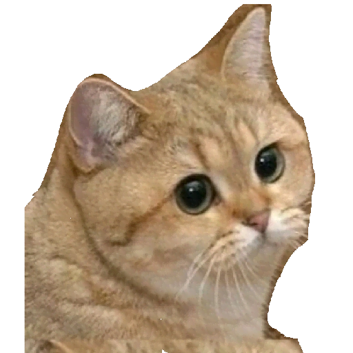 Adorable Wide-Eyed Cat