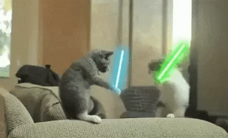 Epic Cat Lightsaber Duel