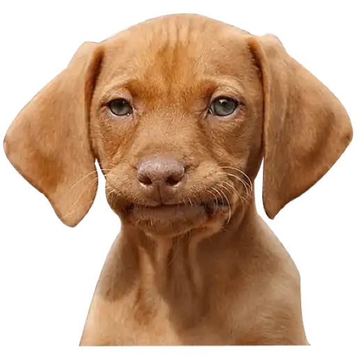 Unimpressed Puppy