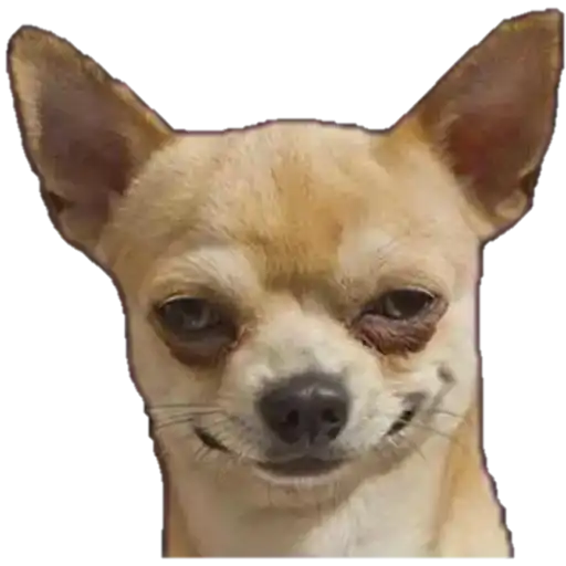Sneaky Chihuahua