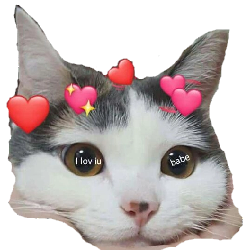Cat Love Overload