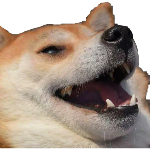 Laughing Shiba Inu