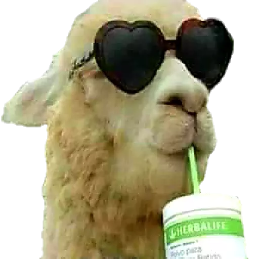 Cool llama sipping smoothie